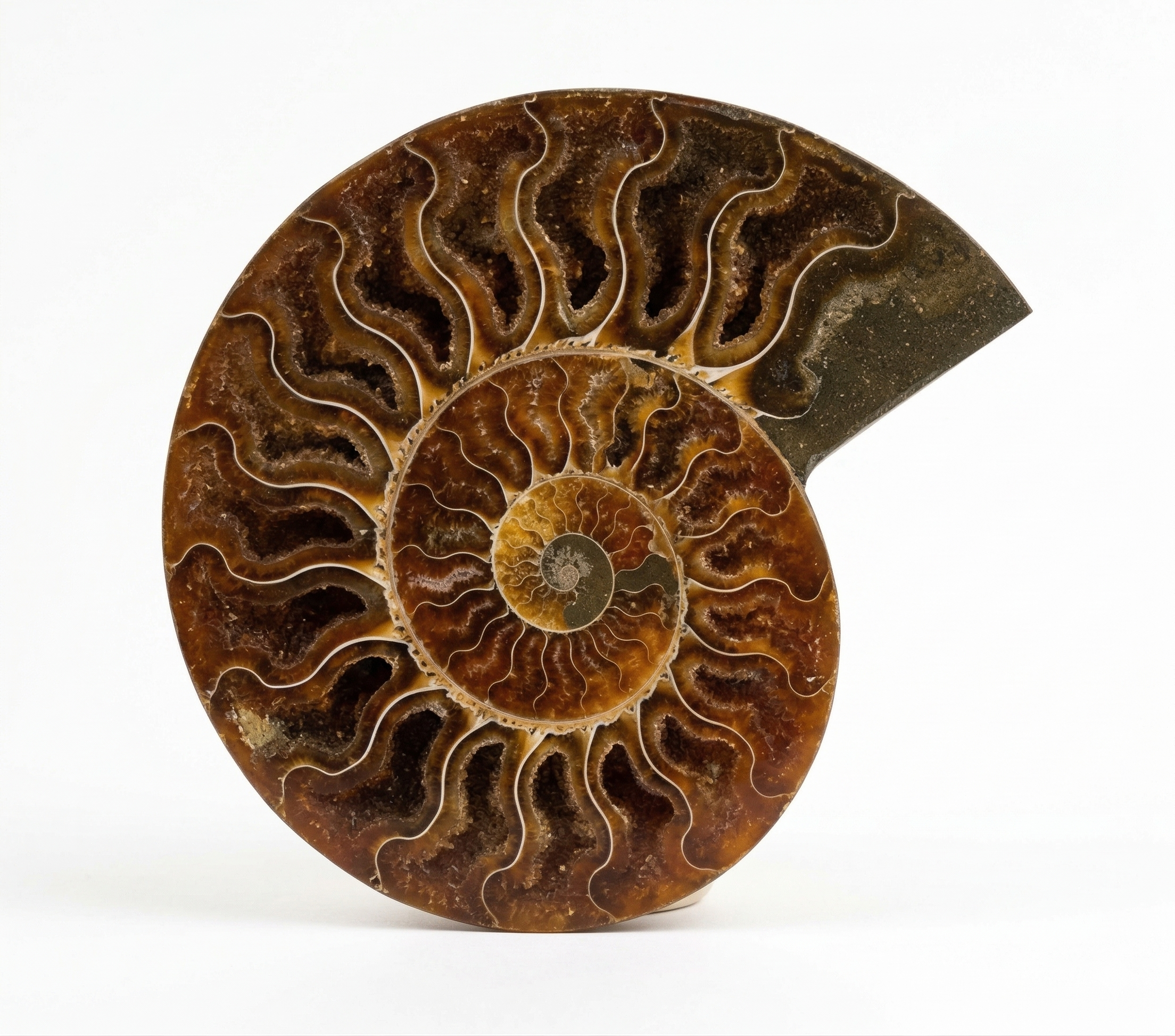 Ammonite Fossil