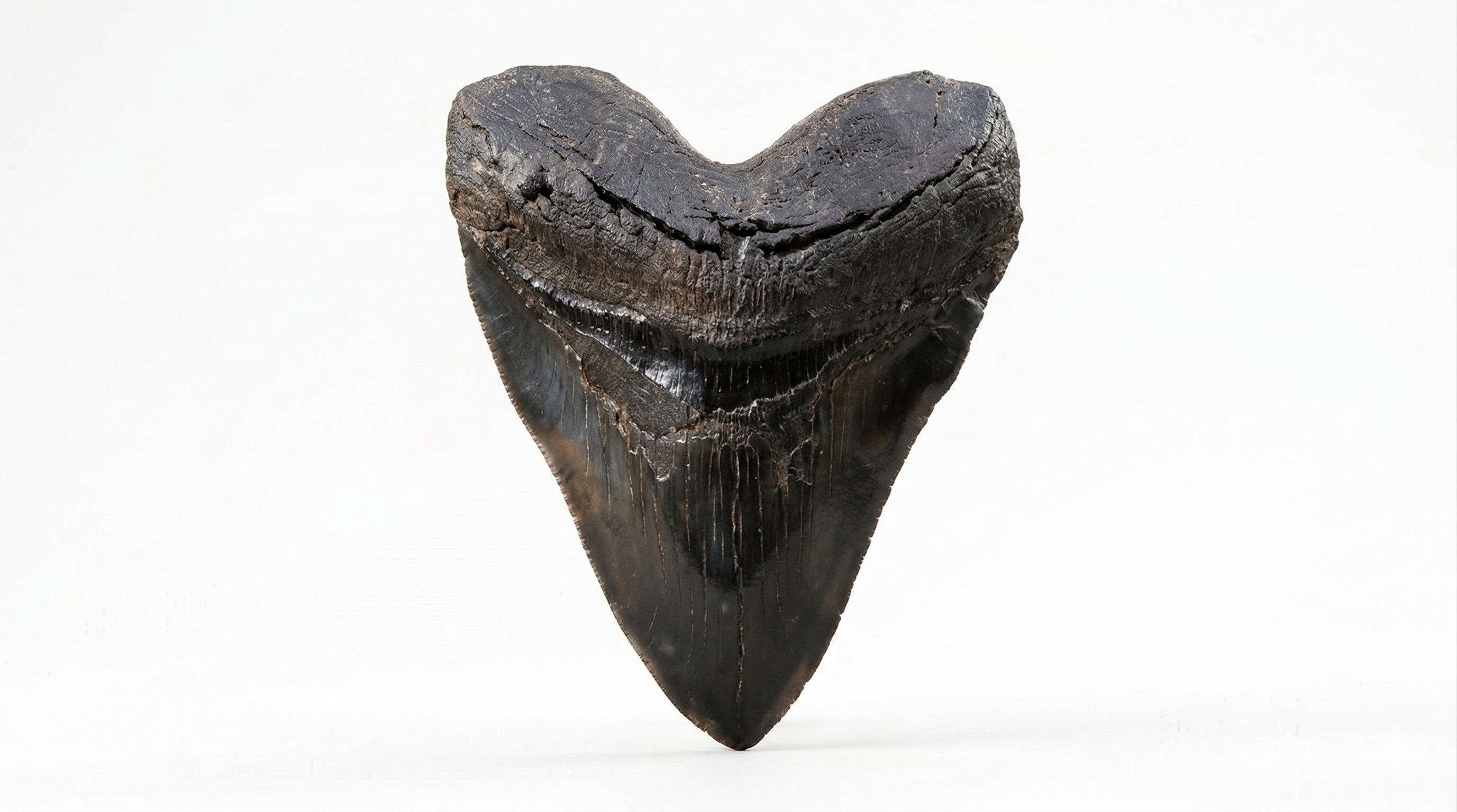 Megalodon Teeth